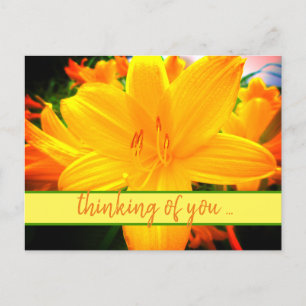 Thinking of You Yellow Orange Day Lily Flowers Postcard