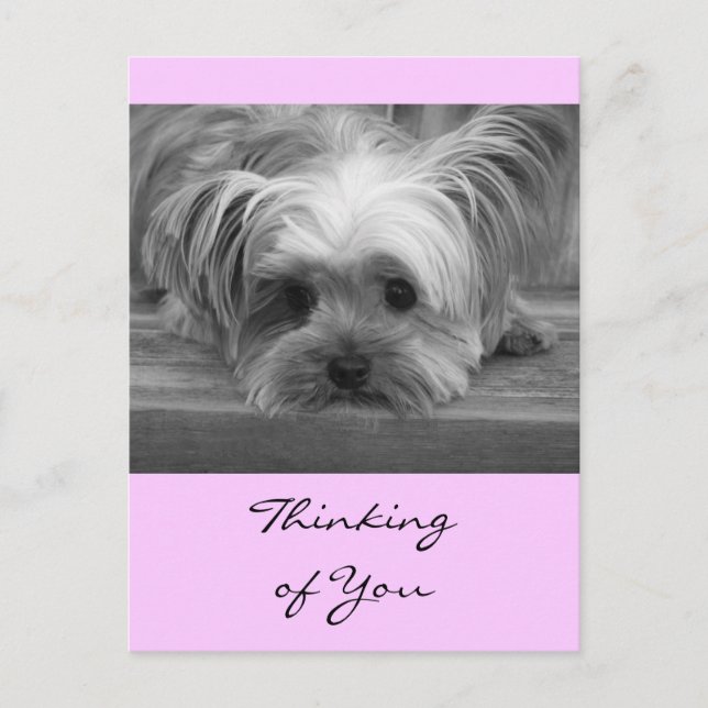 Thinking of You Yorkshire Terrier Puppy  Post Card (Front)