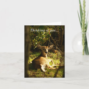 Thinking Of You  Young Buck In The Meadow Card