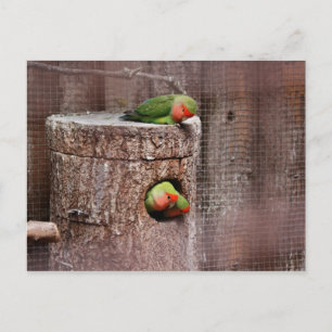 Third Wheel Lovebird Postcard
