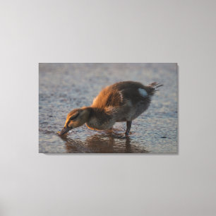 Thirsty Baby Canvas Print
