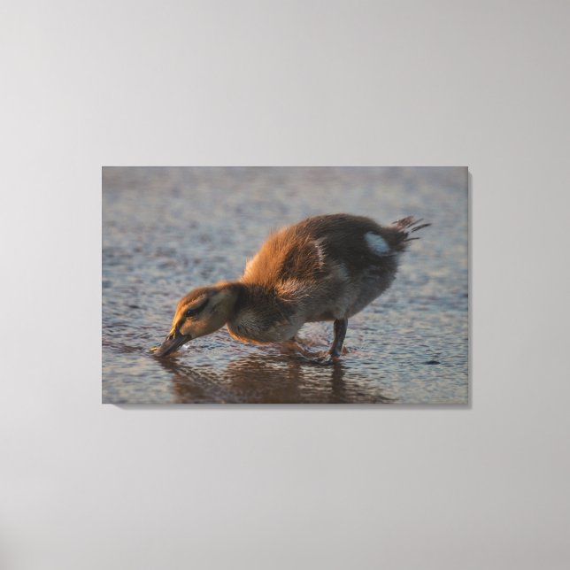 Thirsty Baby Canvas Print (Front)
