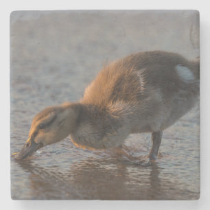 Thirsty Baby Stone Coaster