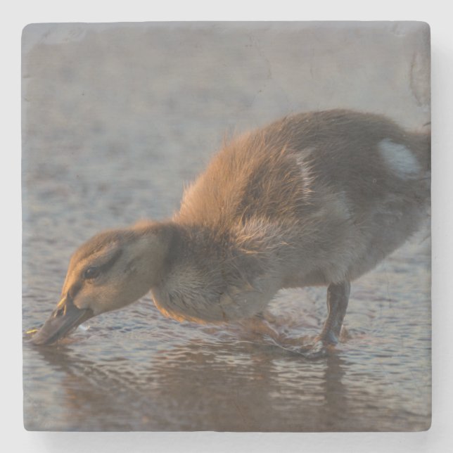 Thirsty Baby Stone Coaster (Front)