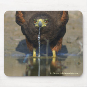 Thirsty Harris Hawk Mouse Mat