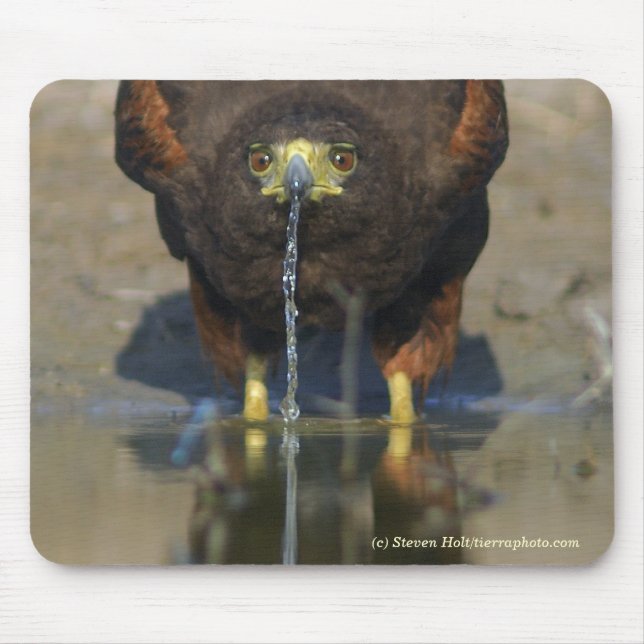 Thirsty Harris Hawk Mouse Mat (Front)