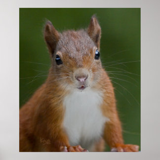 Thirsty Squirrel Print
