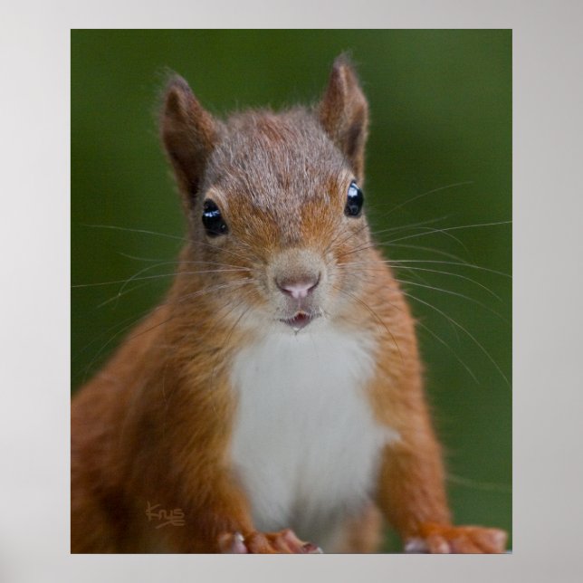 Thirsty Squirrel Print (Front)