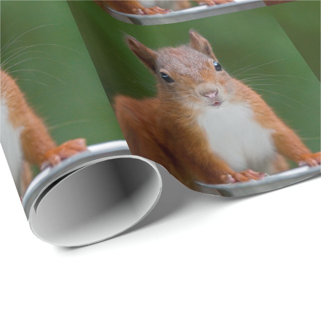 Thirsty Squirrel Wrapping Paper (Roll Corner)