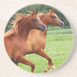 Thirsty Stone Coaster- 1 BOGO Colts Coaster