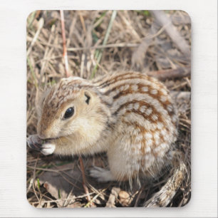 Thirteen Lined Ground squirrel Mouse Mat