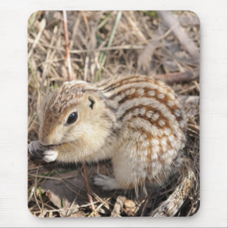 Thirteen Lined Ground squirrel Mouse Mat