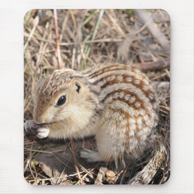 Thirteen Lined Ground squirrel Mouse Mat (Front)