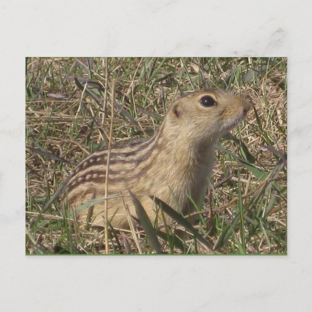 Thirteen Lined Ground Squirrel Postcard (Front)