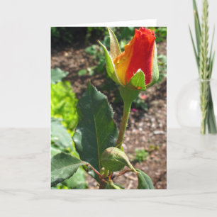 This Bud's For You Holiday Card