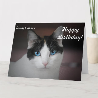 This Cat whishes a Happy Birthday! Big Card