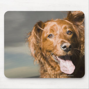 This dog is part golden retriever. mouse mat