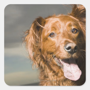 This dog is part golden retriever. square sticker