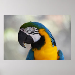 THIS GORGEOUS BIRD WAS FEEDING AT KURANDA BIRD WOR POSTER