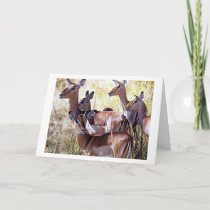 THIS GROUP OF DEER SEND YOU BIRTHDAY WISHES CARD