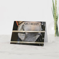 THIS HORSE IS "NOT NOSY" HAPPY BIRTHDAY TO YOU