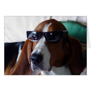 This hound dog is one kool kat