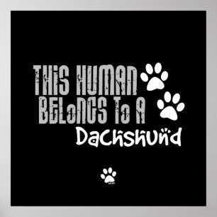 This Human Belongs to a Dachshund Poster