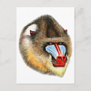 THIS IS MANDRILL POSTCARD