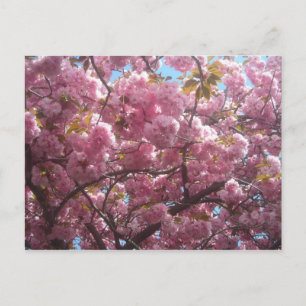 This is my cherry blossom postcard. postcard