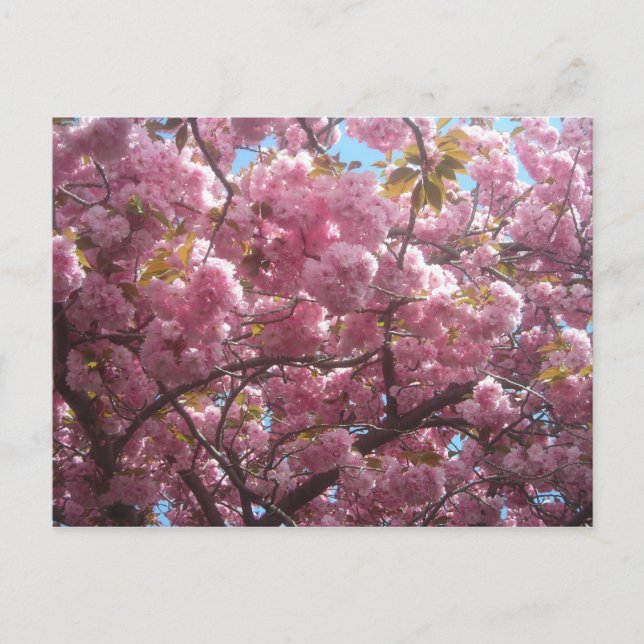 This is my cherry blossom postcard. postcard (Front)