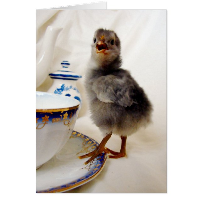 "This is not part of my contract" says the chick (Front)