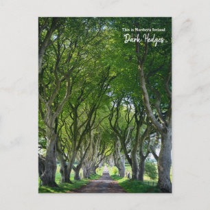 This is the Dark Hedges -Northern Ireland Postcard