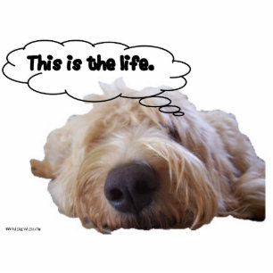 This is the life Goldendoodle dreaming Standing Photo Sculpture
