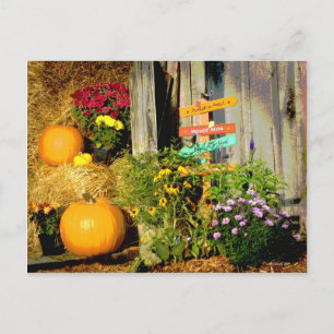 This Way to the Pumpkins Postcard