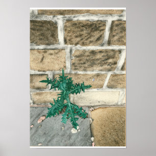 Thistle and chips poster