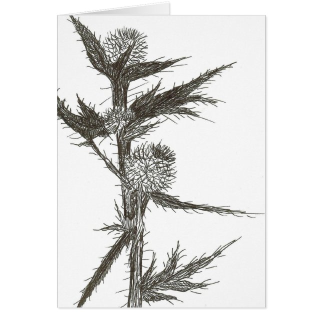 Thistle, Blank (Front)