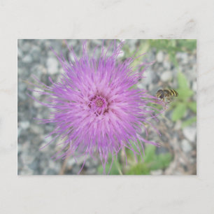 Thistle Blossom & Bee Fly Postcard