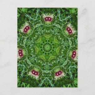 Thistle Buds Postcard
