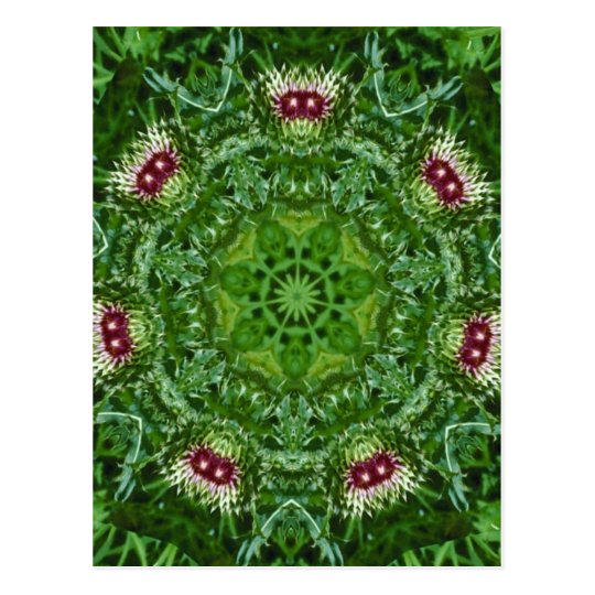 Thistle Buds Postcard