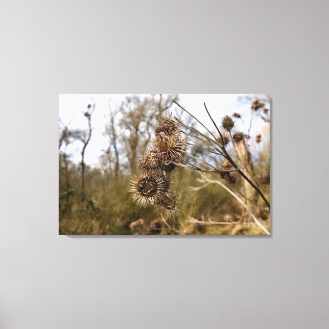 Thistle Canvas Print (Front)