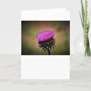 Thistle, card