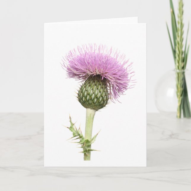 Thistle Card (Front)