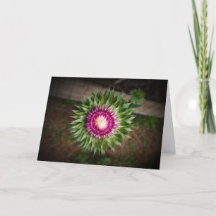 Thistle, card