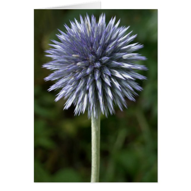 Thistle Card (Front)