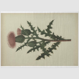 Thistle Decoupage Paper