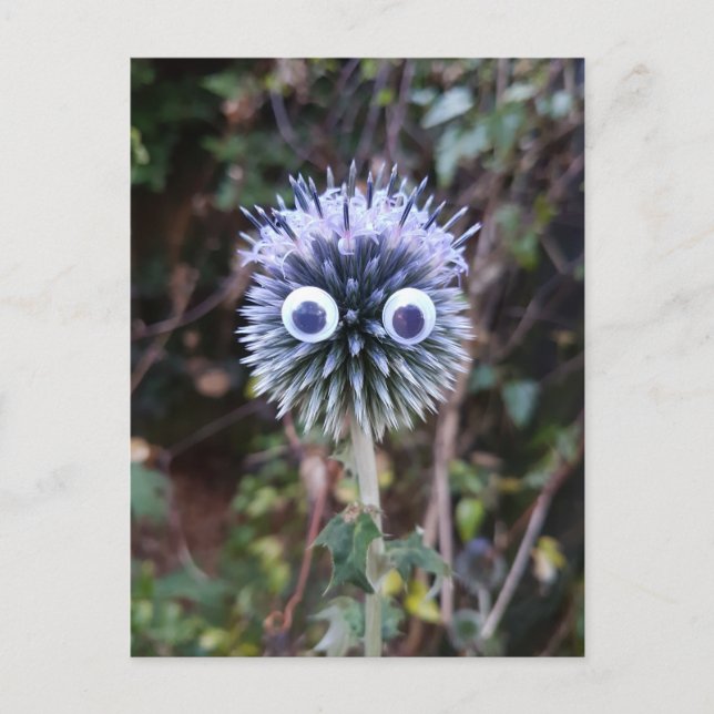 Thistle do nicely ... postcard (Front)