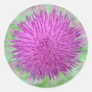 Thistle Flower Classic Round Sticker