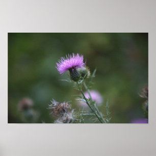 Thistle Flower Poster