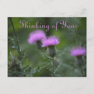 Thistle Flowers Thinking of You Postcard