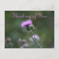 Thistle Flowers Thinking of You Postcard